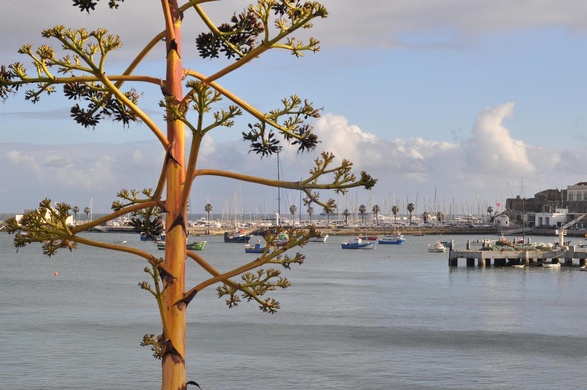 Bed and Breakfast Manelisa Cascais Esterno foto